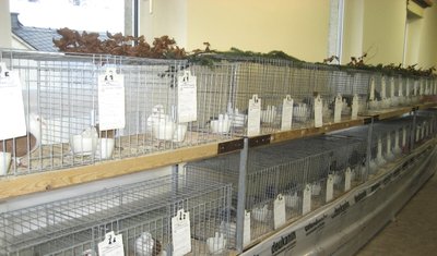 Kleintierzuchtverein - Preisverteilung