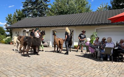 Unbeschwerte Begegnungen und tierisch schöne Momente auf dem Lamahof